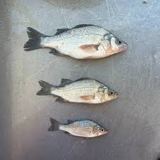 Image result for Morone americana