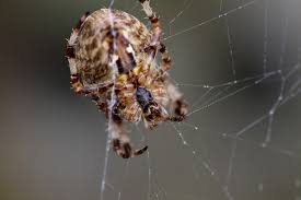 Attēlu rezultāti vaicājumam “Araneus diadematus female”