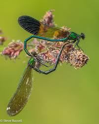 Attēlu rezultāti vaicājumam “Calopteryx splendens”