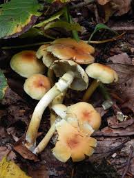 Attēlu rezultāti vaicājumam “Hypholoma sp.”