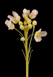 Attēlu rezultāti vaicājumam “Armoracia rusticana bud”