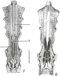 Image result for Rhinoptera brasiliensis