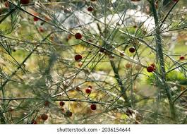 Attēlu rezultāti vaicājumam “Asparagus officinalis fruit”