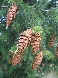 Attēlu rezultāti vaicājumam “Pseudotsuga menziesii fruit”
