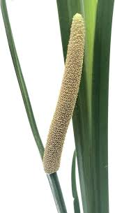 Image result for Acorus calamus