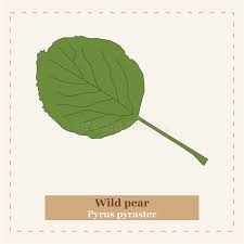 Attēlu rezultāti vaicājumam “Pyrus pyraster leaf”