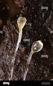 Attēlu rezultāti vaicājumam “Pilobolus crystallinus”