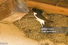 Attēlu rezultāti vaicājumam “Delichon urbicum nest”