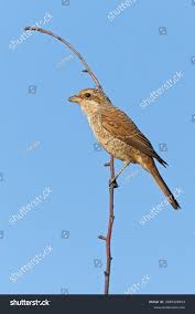 Attēlu rezultāti vaicājumam “Lanius collurio juvenile”