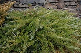 Attēlu rezultāti vaicājumam “Juniperus sabina”