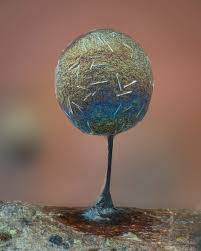 Attēlu rezultāti vaicājumam “Lamproderma arcyrioides macro”