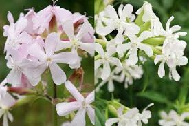 Attēlu rezultāti vaicājumam “Saponaria officinalis flower”