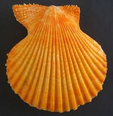 Attēlu rezultāti vaicājumam “Colostygia pectinataria male”