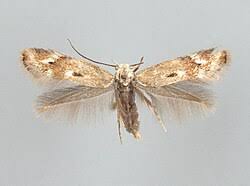 Attēlu rezultāti vaicājumam “Elachista maculicerusella”