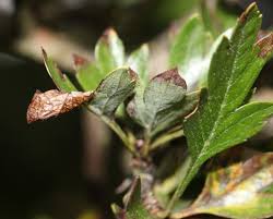 Attēlu rezultāti vaicājumam “Parornix anglicella”