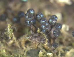 Attēlu rezultāti vaicājumam “Physarum nitens macro”