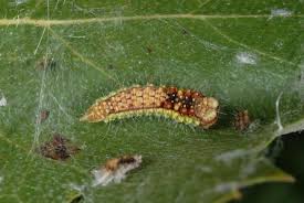 Attēlu rezultāti vaicājumam “Drepana falcataria”