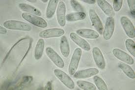 Attēlu rezultāti vaicājumam “Hymenoscyphus imberbis”