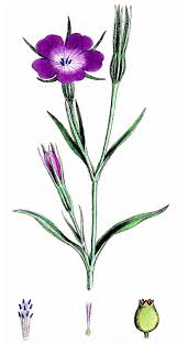 Image result for Kornrade