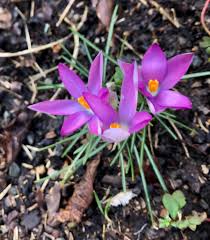 Attēlu rezultāti vaicājumam “Crocus tommasinianus”