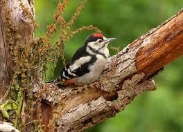 Attēlu rezultāti vaicājumam “Dendrocopos major juvenile”