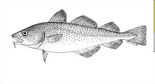 Image result for Gadus morhua