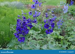 Attēlu rezultāti vaicājumam “Delphinium elatum  bud”