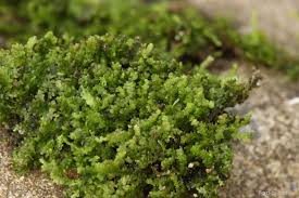 Attēlu rezultāti vaicājumam “Lejeunea cavifolia”