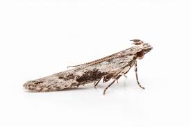 Attēlu rezultāti vaicājumam “Hypatima rhomboidella”