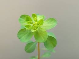 Attēlu rezultāti vaicājumam “Euphorbia helioscopia”