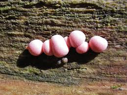 Attēlu rezultāti vaicājumam “Lycogala succineum macro”