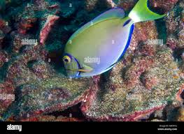 Image result for Acanthurus bahianus