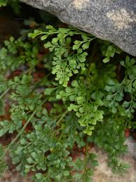Attēlu rezultāti vaicājumam “Asplenium ruta-muraria”