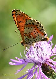 Attēlu rezultāti vaicājumam “Melitaea didyma male”