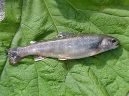 Image result for Salvelinus malma