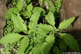 Attēlu rezultāti vaicājumam “Chenopodium acerifolium”