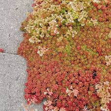 Image result for Sedum album `Coral Carpet`