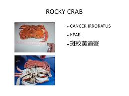 Image result for Cancer irroratus