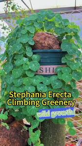 Attēlu rezultāti vaicājumam “Trichia erecta”