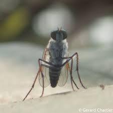 Attēlu rezultāti vaicājumam “Therevidae”