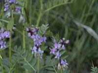 Attēlu rezultāti vaicājumam “Vicia sepium”