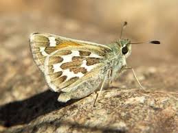 Attēlu rezultāti vaicājumam “Hesperia comma underside”