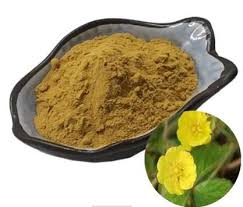 Attēlu rezultāti vaicājumam “Potentilla erecta fruit”