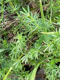 Attēlu rezultāti vaicājumam “Galium album bud”