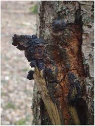 Attēlu rezultāti vaicājumam “Inonotus obliquus”