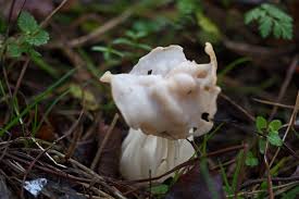 Attēlu rezultāti vaicājumam “Helvella”