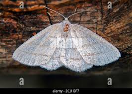 Attēlu rezultāti vaicājumam “Cabera pusaria male”