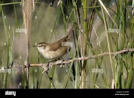 Image result for Acrocephalus agricola