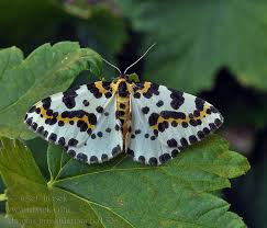 Attēlu rezultāti vaicājumam “Abraxas grossulariata imago”