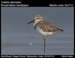 Attēlu rezultāti vaicājumam “Calidris falcinellus adult”